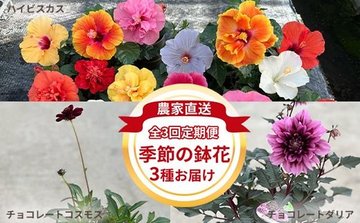 【全3回定期便】季節の鉢花3種 お届け ハイビスカス、チョコレートダリア、チョコレートコスモス【農家直送】| 植物 お花 花 鉢 鉢花 花鉢 フラワー ギフトプレゼント 贈り物 珍しい 育てやすい かわいい 可愛い キレイ おしゃれ オシャレ シック 季節のお花 定期便 送料無料 岐阜県 瑞穂市 ※北海道・沖縄・離島への配送不可