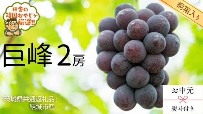 【 お中元 熨斗 付 】【 桐箱入り 】 巨峰2房  【2026年8月より発送開始】（茨城県共通返礼品 [ぶどう]：結城市産） 巨峰 ぶどう 果物 フルーツ 季節 旬 [BI405-NT]