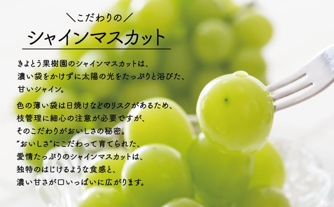 【2026年先行予約】シャインマスカット3～5房/計2kg~ 【上級品】 贈答用にもOK (岡山県真庭市産)【KF-B016-03】