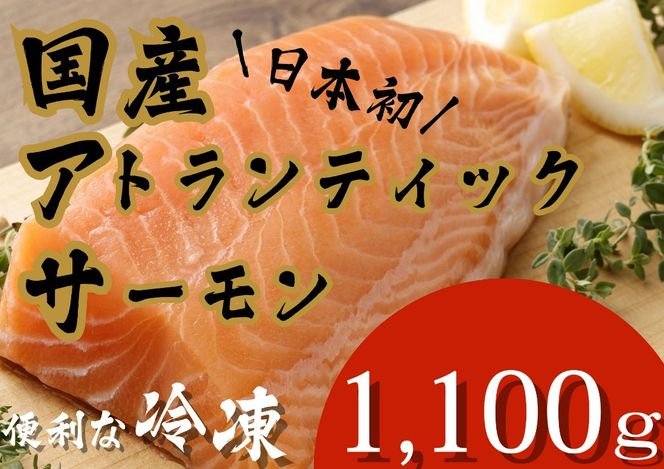 E25【1月31日(金)発送】日本初！今話題の国産アトランティックサーモン「FUJI ATLANTIC SALMON」【冷凍】1,100ｇ