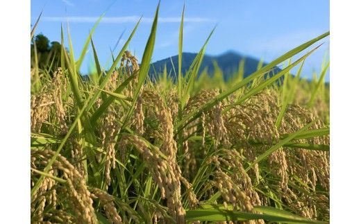 コシヒカリ 精米5kg 亀熊米 令和7年産 【茨城県共通返礼品　桜川市産】 ｜ 茨城県産 白米 米 コメ ※離島への配送不可
