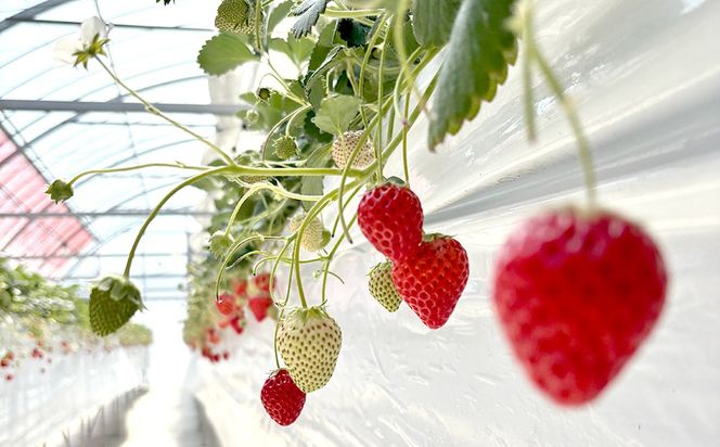 【先行予約】MIYAFARM いちご（品種：よつぼし）12粒入り×2パック 合計 24粒 ※北海道・沖縄・離島への配送不可 ※2027年1月中旬～5月下旬頃に順次発送予定