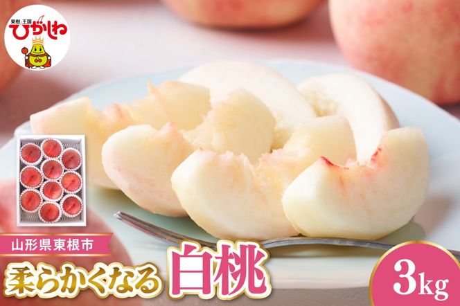 【令和8年産先行受付】 東根市産白桃　秀品 柔らかくなる桃 約3kg ベジフルひがしね 山形県 東根市 hi104-005