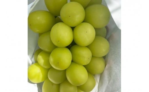 【先行予約／数量限定50】シャインマスカット 700g以上（1房入り）（2026年9月上旬～発送）　FK00016