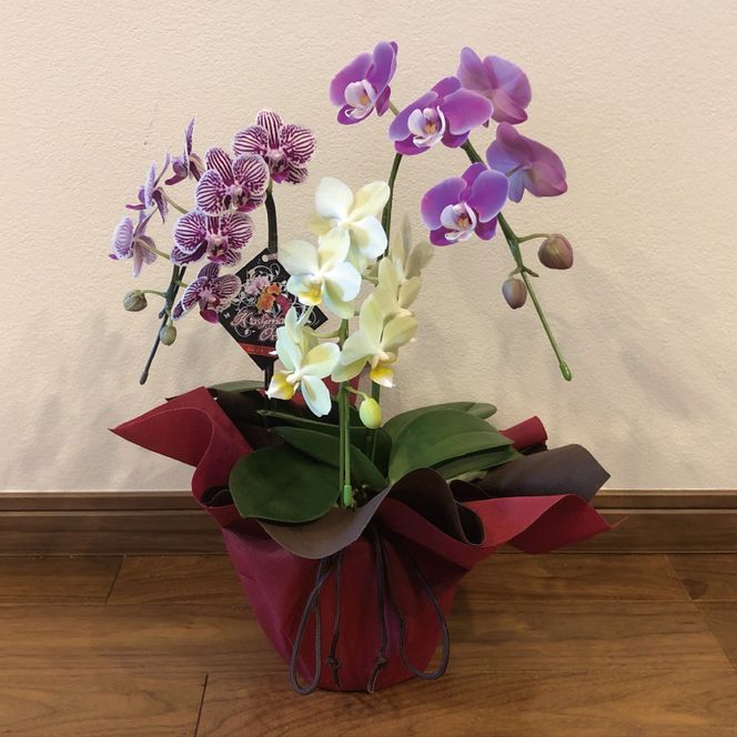 おまかせミニ胡蝶蘭（3本寄せMIX）【お花 花 コチョウラン 胡蝶蘭 蘭 ラッピング 贈り物 プレゼント 誕生日 お祝い 誕生日 母の日 父の日 敬老の日 鹿嶋市 茨城県】（KAR-9）