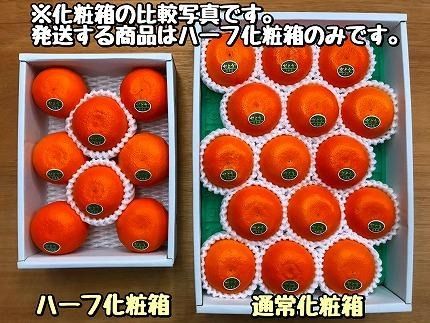 ハーフ 化粧箱 柑橘の大トロ ハウス せとか 厳選 8玉入 南泰園  BS160