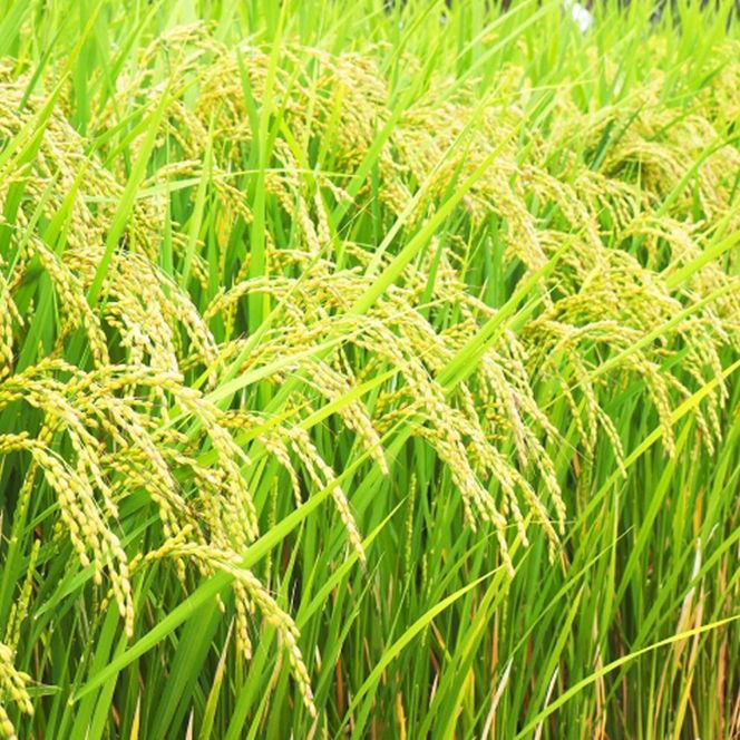 令和7年産 早炊 玄米 きぬむすめ 5kg×2袋 岡山県産　お米 米 コメ 国内産