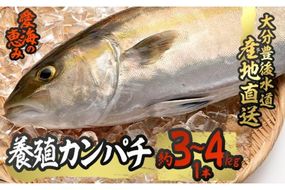 養殖 カンパチ (約3-4kg・1本) 直送 産直 漁師 魚 鮮魚 養殖 カンパチ 間八 白身魚 獲れたて 刺身 煮つけ 唐揚げ 塩焼き 冷蔵 豊後水道 大分県 佐伯市 愛海の恵み【CS23】【 (有)丸昌水産】