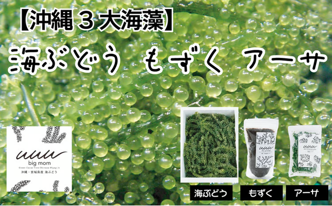 【沖縄3大海藻セット】海ぶどう・もずく・アーサ【2026年4月より順次発送】