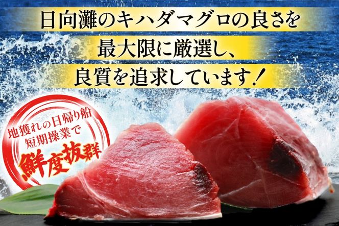 【期間限定発送】 マグロ 刺身 宮崎県産 天然 キハダマグロ 約500g [ミツイ水産 宮崎県 日向市 452061258] まぐろ 鮪 ブロック