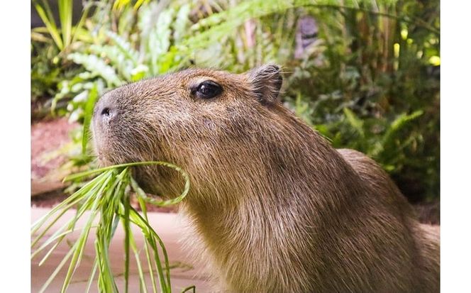 カワスイ 川崎水族館ペアチケット