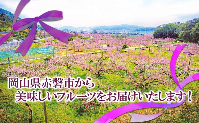 ぶどう 2026年 先行予約 ニュー ピオーネ 大粒 大房 2房 合計1.3kg以上 ブドウ 葡萄 岡山県 赤磐市産 国産 フルーツ 果物 ギフト 赤坂青空市 果物類 