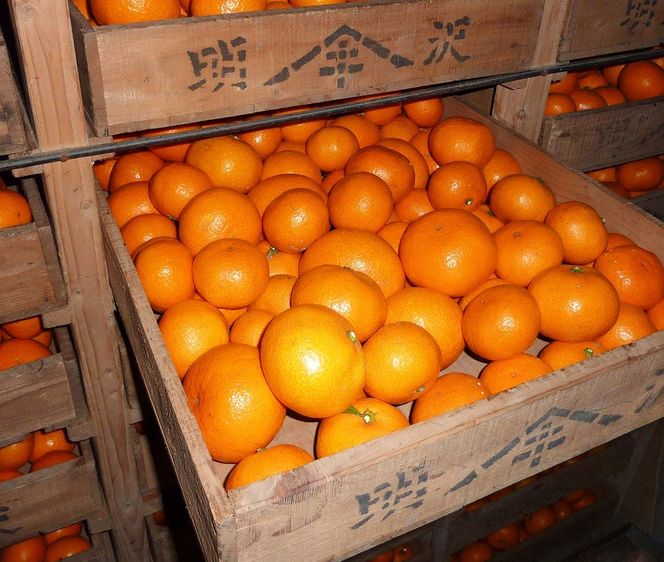 あきさわ園の木なり完熟みかん　10kg〈出荷時期:2025年11月1日出荷開始～2025年12月15日出荷終了〉【 みかん 神奈川県 小田原市 】 142069_BP001