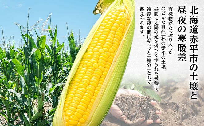 向井さんが作ったとうもろこし ゴールドラッシュ 朝もぎ直送［Lサイズ10本］※8月下旬より順次出荷 先行予約 野菜 朝採り 生 野菜 産地直送 ジューシー 焼きとうもろこし コーンスープ BBQ