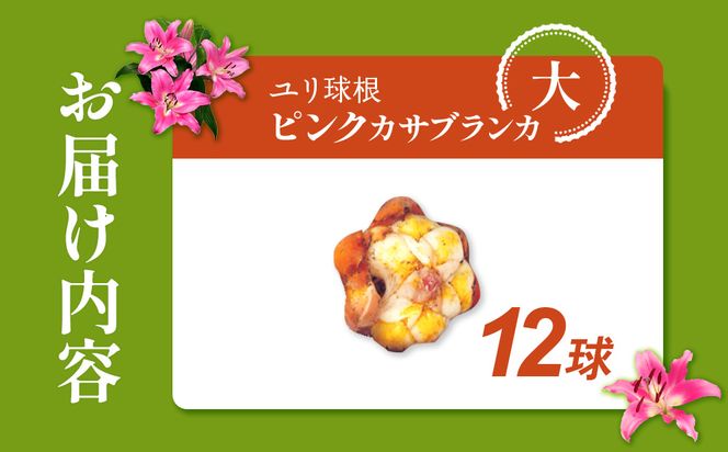 【期間限定】ユリ球根　大球ピンクカサブランカ12球　桃花品種 花 フラワー 園芸 ガーデニング 植物 高品質 送料無料
