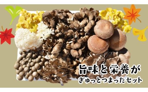 【 3ヶ月連続定期便 】きのこ の詰め合わせ Mサイズ ( 約1.5kg ) （茨城県共通返礼品：城里町） キノコ セット 野菜 低カロリー ダイエット デトックス バラエティ セット 新鮮 [DY006us]