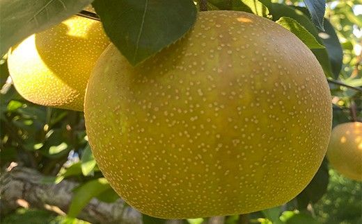 【100年以上続く梨産地】加賀・小塩辻の梨 約3kg ナシ なし くだもの 果物 フルーツ ご当地 食品 F6P-3358