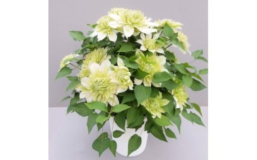 【先行予約】【長谷川園芸】オリジナル クレマチス「花園」５寸 【母の日 ギフト プレゼント 贈答 花のある生活】(AT212)