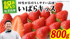 【 先行予約 】 訳あり いちご いばらキッス 800g 《 2026年2月以降発送 》 苺 果物 くだもの フルーツ 不揃い ジャム （茨城県共通返礼品／常陸太田市） [ES015us]