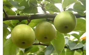 二十世紀梨 5キロ【鳥取いなば農業協同組合】 312011_CR003