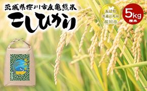 コシヒカリ 精米5kg 亀熊米 令和7年産 【茨城県共通返礼品　桜川市産】 ｜ 茨城県産 白米 米 コメ ※離島への配送不可