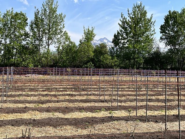 アスパラガス 先行予約 2026年 夏アスパラガス 約1kg+100g L～2L 厳選 佐藤農園 アスパラ グリーンアスパラ 野菜 夏野菜 夏 旬 旬の野菜 産地直送 青森 青森県 鰺ヶ沢町 冷蔵 冷蔵配送 7月～9月発送