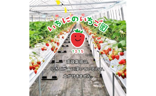 【いちにのいちご園】生いちご厳選2品種食べ比べセット 2箱 N085-YC329