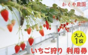 かぐや農園 いちご狩り 利用券 大人1枚《2025年12月10日～2026年5月31日ご利用可能》 体験 チケット 兵庫 食べ放題 フルーツ 果物