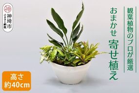 オリジナルアレンジ観葉植物　Mサイズ【寄せ植え インテリア リビング 室内 グリーン 植物 癒し リフレッシュ】 (H086105)