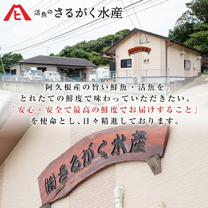 訳あり！アオリイカ(約2kg以上・3～8杯) 鹿児島県 阿久根市 いか イカ 烏賊 魚介 海鮮 海産物 冷凍 お刺身 お造り 真空パック 新鮮 おつまみ 晩酌 酒の肴 【さるがく水産】akn028-55