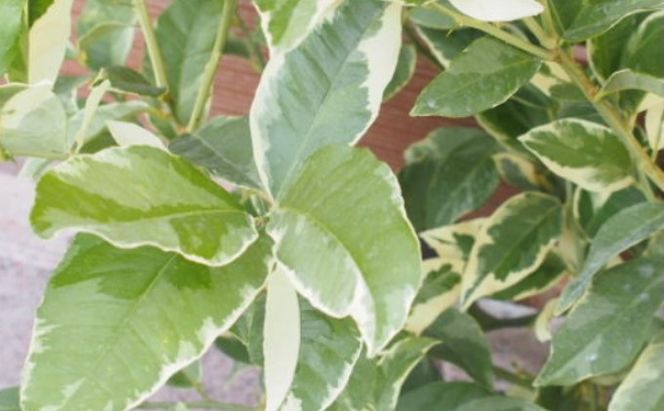 鉢植え レモンの木 斑入り ピンクレモネード 1.3内外 配送不可 北海道 沖縄 離島 苗木 れもん 檸檬 Lemon 観葉植物 ガーデニング 珍しい品種 果肉 