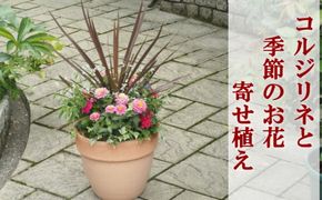 寄せ植え 鉢植え コルジリネと季節のお花 配送不可 北海道 沖縄 離島 植物 ガーデニング 庭 インテリア 癒し 玄関先 スタイリッシュ おしゃれ 華やか 