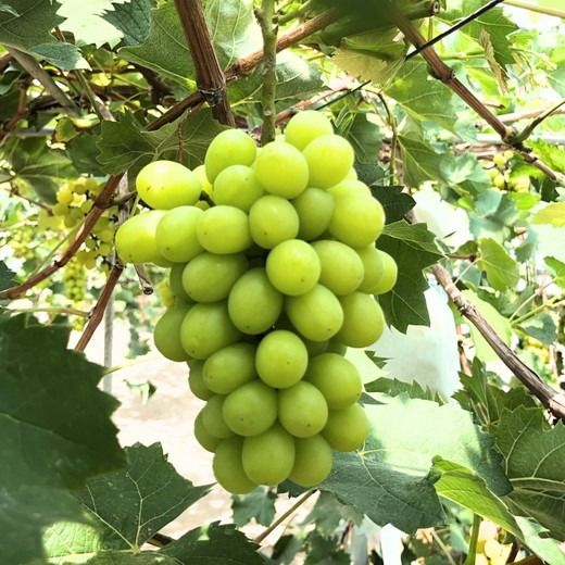 茨城県常総市産 シャインマスカット 約3kg｜ぶどう ブドウ 葡萄 果物 フルーツ 贈り物 ※2026年8月中旬～9月中旬頃に順次発送予定