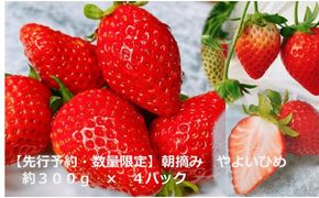 【先行予約】【２０２７年１月下旬～３月下旬に随時発送】 朝摘み　旬いちご 約300ｇ×4パック