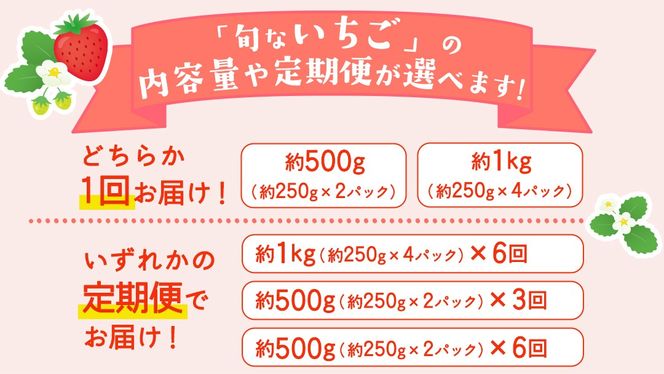 ＼選べる 内容量・発送方法／旬ないちご品種おまかせ 約250g×2パック または 4パック 単品・定期便 3か月 6か月【2026年12月から発送開始】（茨城県共通返礼品 [いちご]：城里町産） 果物 くだもの フルーツ イチゴ 苺 旬 品種おまかせ 人気