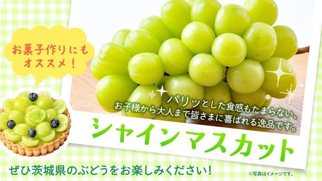 ＼選べる内容量・発送方法／ シャインマスカット 約1.3kg ～ 5kg （約2房～12房）単品（1回）・定期便（3回・6回）　　【定期2026年8月、単品9月より発送開始】（茨城県共通返礼品 [ぶどう]：結城市産） 葡萄 マスカット 旬 お取り寄せ フルーツ 種なし 皮ごと 甘い デザート