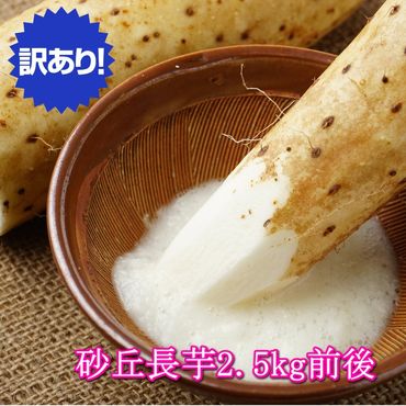 [訳あり]砂丘長いも2.5kg ※日本全国配送可能 ※11月上旬頃〜3月下旬頃に順次発送