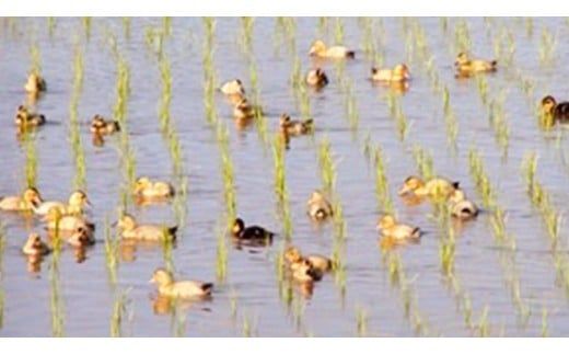 愛がも米 「 コシヒカリ 」 2kg ( 精米 ) 米 コメ こめ こしひかり 令和7年産 除草剤不使用 農薬不使用 化学肥料不使用 [AI001ci]