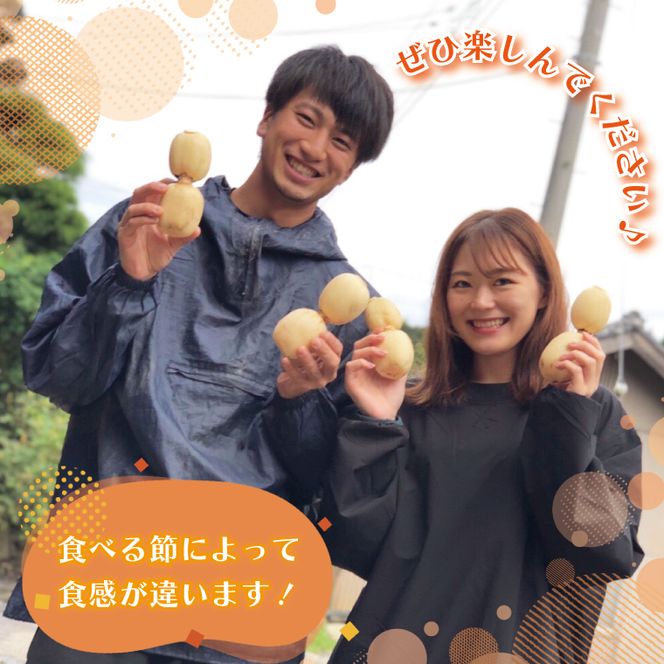 【先行予約】【2026年9月より順次発送開始】レンコン　約2kg｜茨城県 行方市 ふるさと納税 蓮根 レンコン 野菜 やさい(EG-2)
