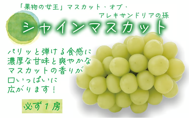 【2026年先行予約】岡山　花笑み農園のブドウ『食べ比べ４種セット』シャインマスカット入り　2kg（4房） 【hana019-02】