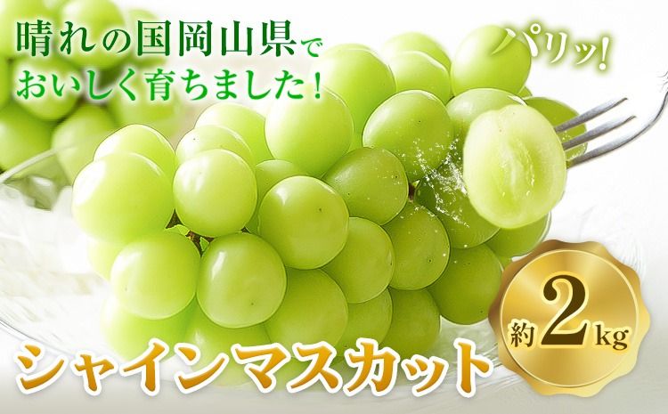 岡山県産 シャインマスカット 約2kg 矢掛Grape Fairies[9月中旬-10月末頃出荷]岡山県 矢掛町 葡萄 マスカット 果物 スイーツ フルーツ デザート---osy_ygfsm_bc9_25_20500_2kg---