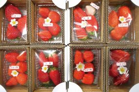 藤井悦雄さん生産の いちご 8パック 【お届け：2027年1月中旬～3月末】[ フルーツ 果物 イチゴ 苺 ] 
