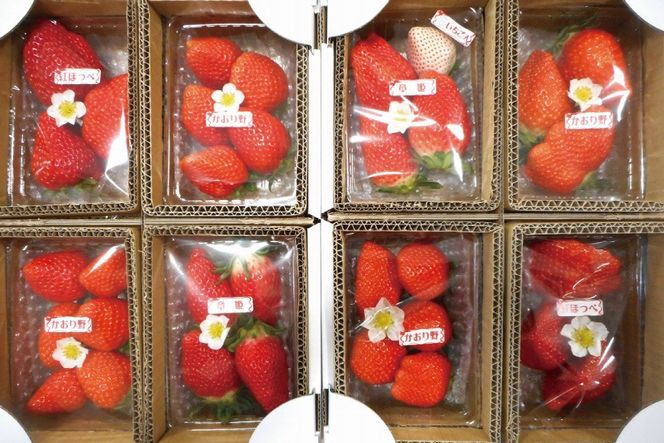 藤井悦雄さん生産の いちご 8パック 【お届け：2027年1月中旬～3月末】[ フルーツ 果物 イチゴ 苺 ] 