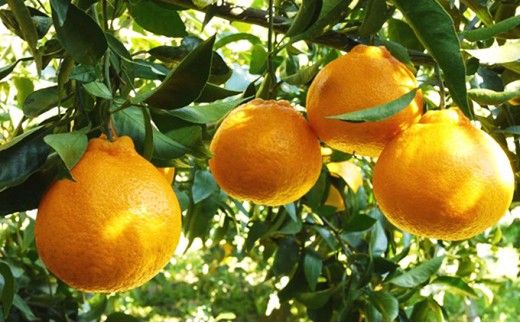 数量限定 先行予約 不知火 10kg 24000円 みかん しらぬい デコポン と 同品種 mikan 蜜柑 ミカン 産地直送 国産 農家直送 期間限定 特産品 ゼリー ジュース アイス 等に 人気 限定 甘い 果実 果肉 フルーツ 果物 柑橘 美味しい おいしい ジューシー 吉田農園 愛南町 愛媛県