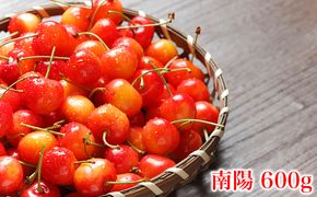 先行受付 北海道 仁木町産 さくらんぼ 南陽 600g(300g×2パック)　Lサイズ以上 旬 桜桃 産地直送 サクランボ チェリー フルーツ 果物 果物類  仁木町 仁木 [松山商店]