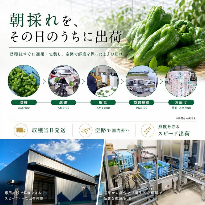 訳ありピーマン 1kg P.SUKE（ピースケ）野菜 新鮮 みずみずしい 肉厚 料理 サラダ スティック野菜 野菜炒め 肉詰め 青椒肉絲 高知県 芸西村