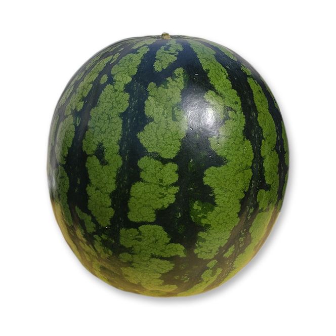 1116.鳥取県産 金色羅皇スイカ 1玉 7-9キロ前後（こちらの返礼品は、大栄西瓜ではありません） 313726_CK002