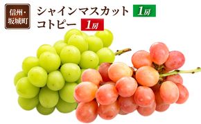 ぶどう シャインマスカット 1房 コトピー 1房 葡萄 ブドウ フルーツ 果物 デザート おやつ 信州 長野 坂城町
