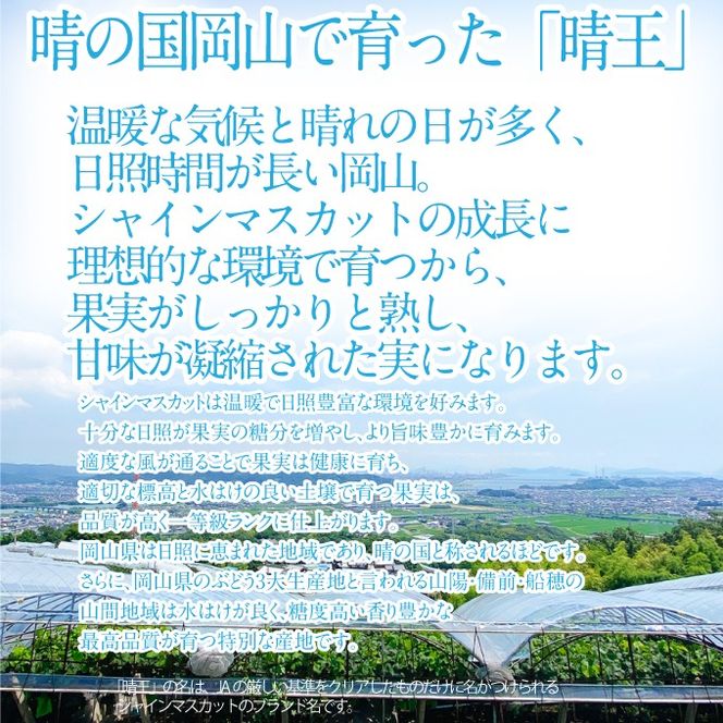 2026年 先行予約受付中 シャインマスカット晴王 1房 約550g 岡山県産 種無し 皮ごと食べる みずみずしい 甘い フレッシュ 瀬戸内 晴れの国 おかやま 果物大国 ハレノフルーツ [№5735-2153]