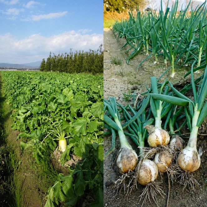 野菜セット おまかせ 10～15種 旬 朝倉市産 着日指定不可 配送不可 離島 詰合せ 